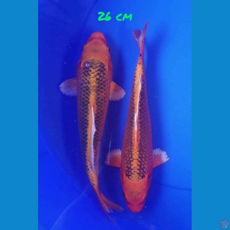 26cm GIN MATSUBA