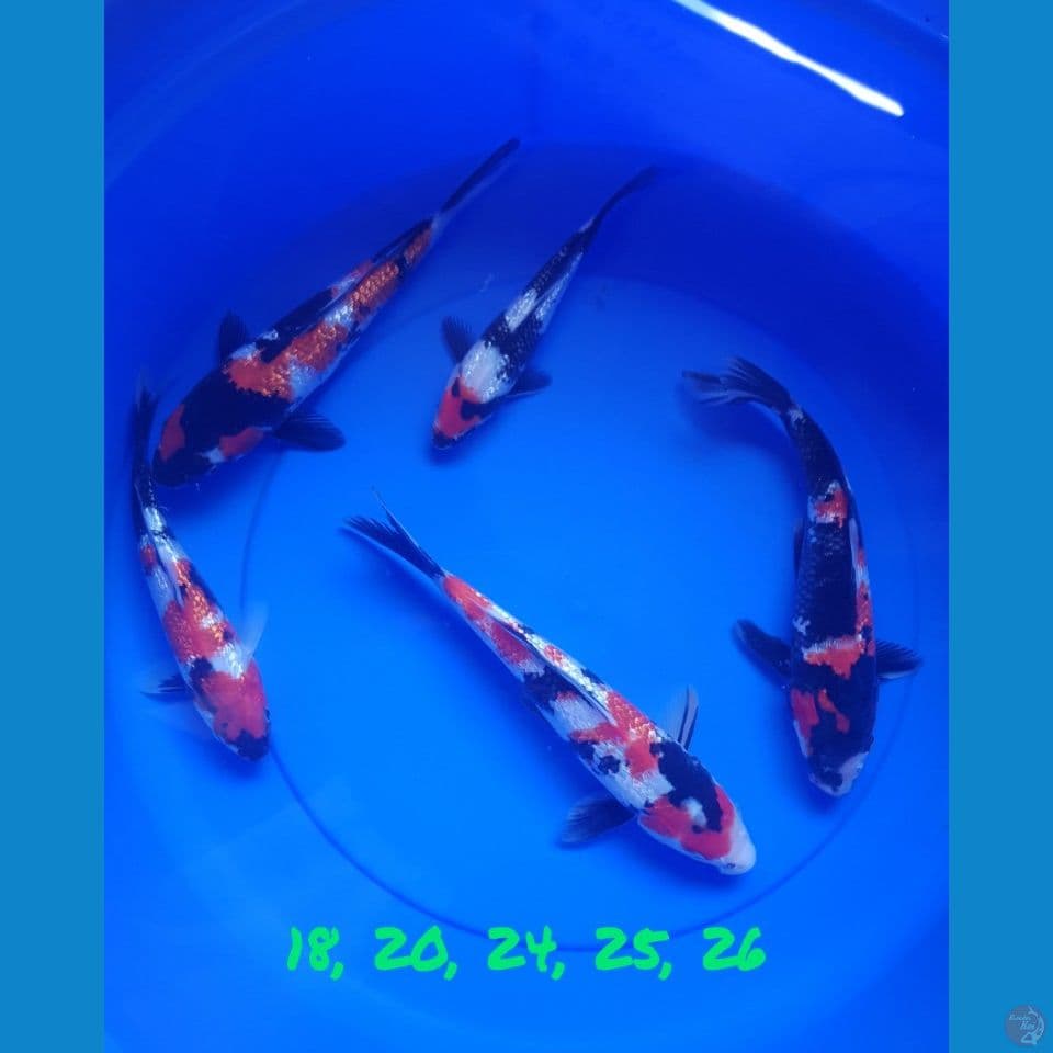 18, 20, 24, 25, 26 cm GINRIN SHOWA ORI