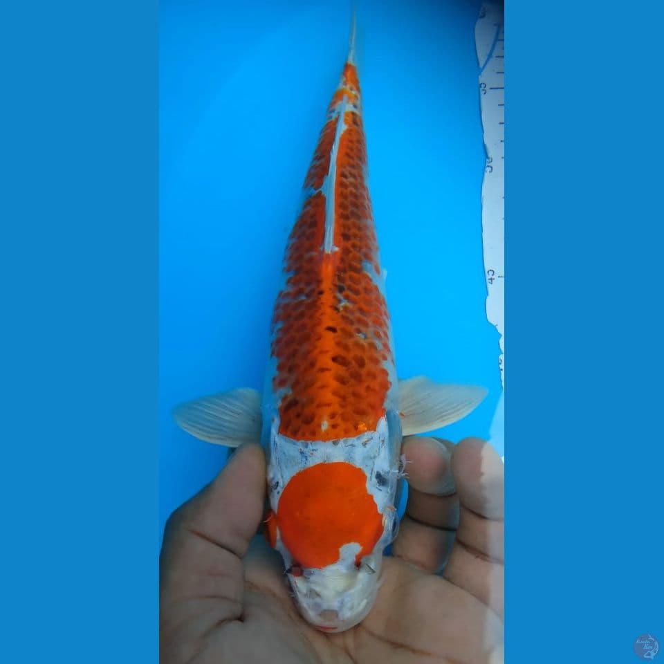 MARUTEN 29CM