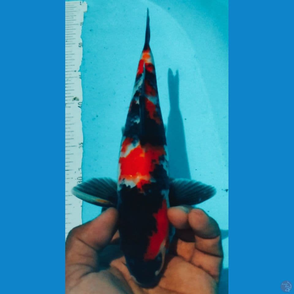 SHOWA 29CM