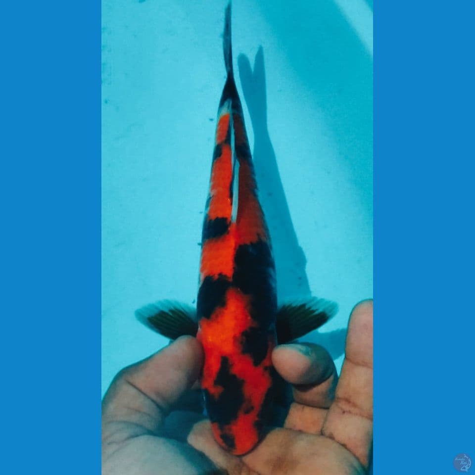 HI SHOWA 24CM