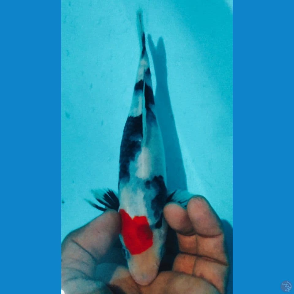 SHOWA 21CM