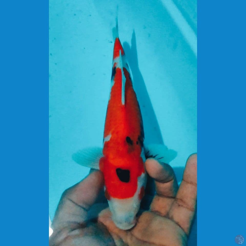 TATEGOI 26CM