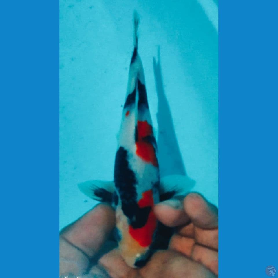 SHOWA 20CM