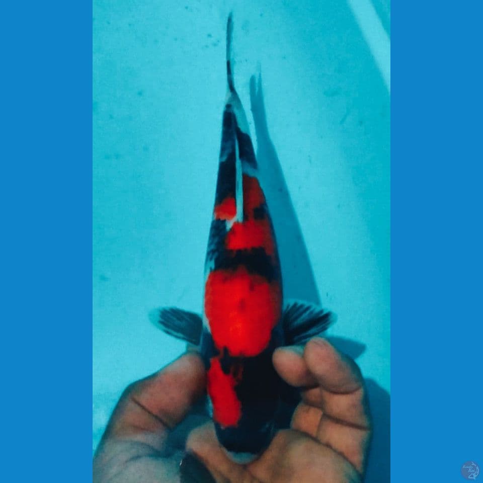 SHOWA 25CM