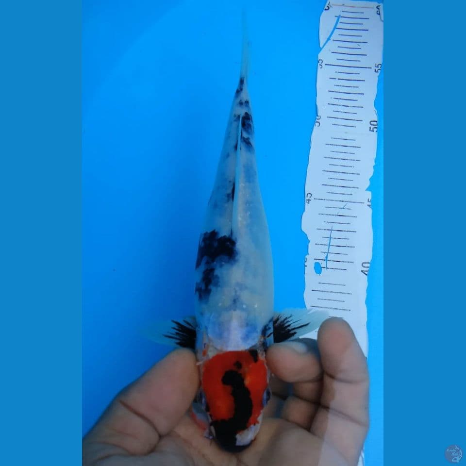 TANCHO 24CM
