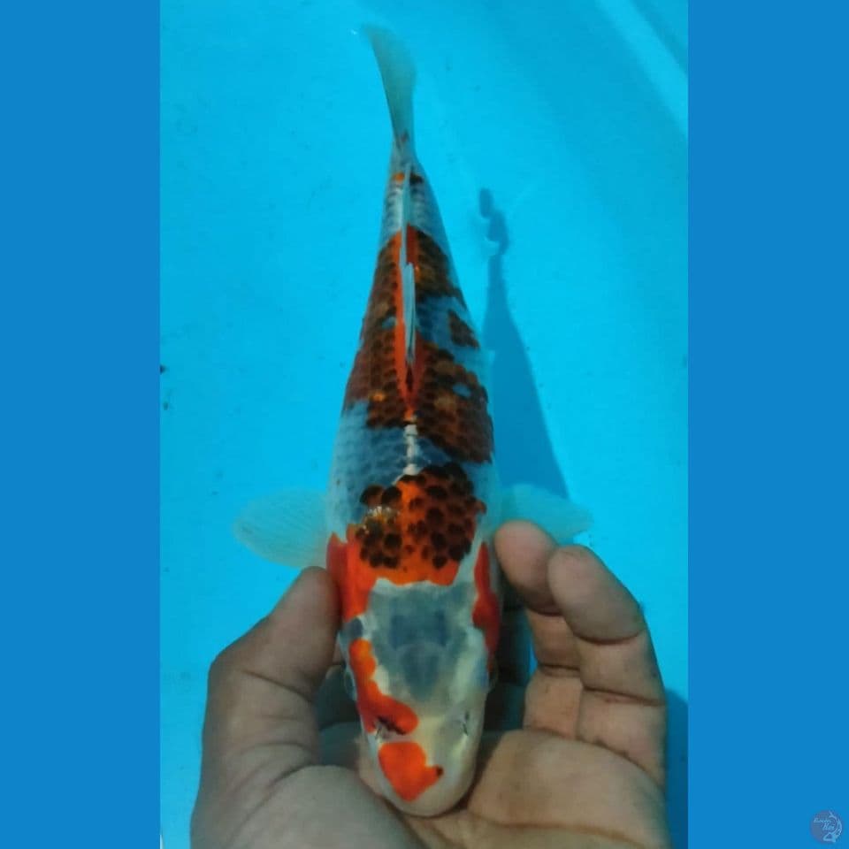 GOSIKI 27CM