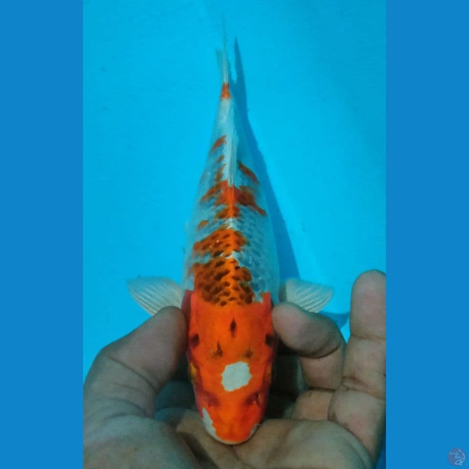TAMASABA 21CM