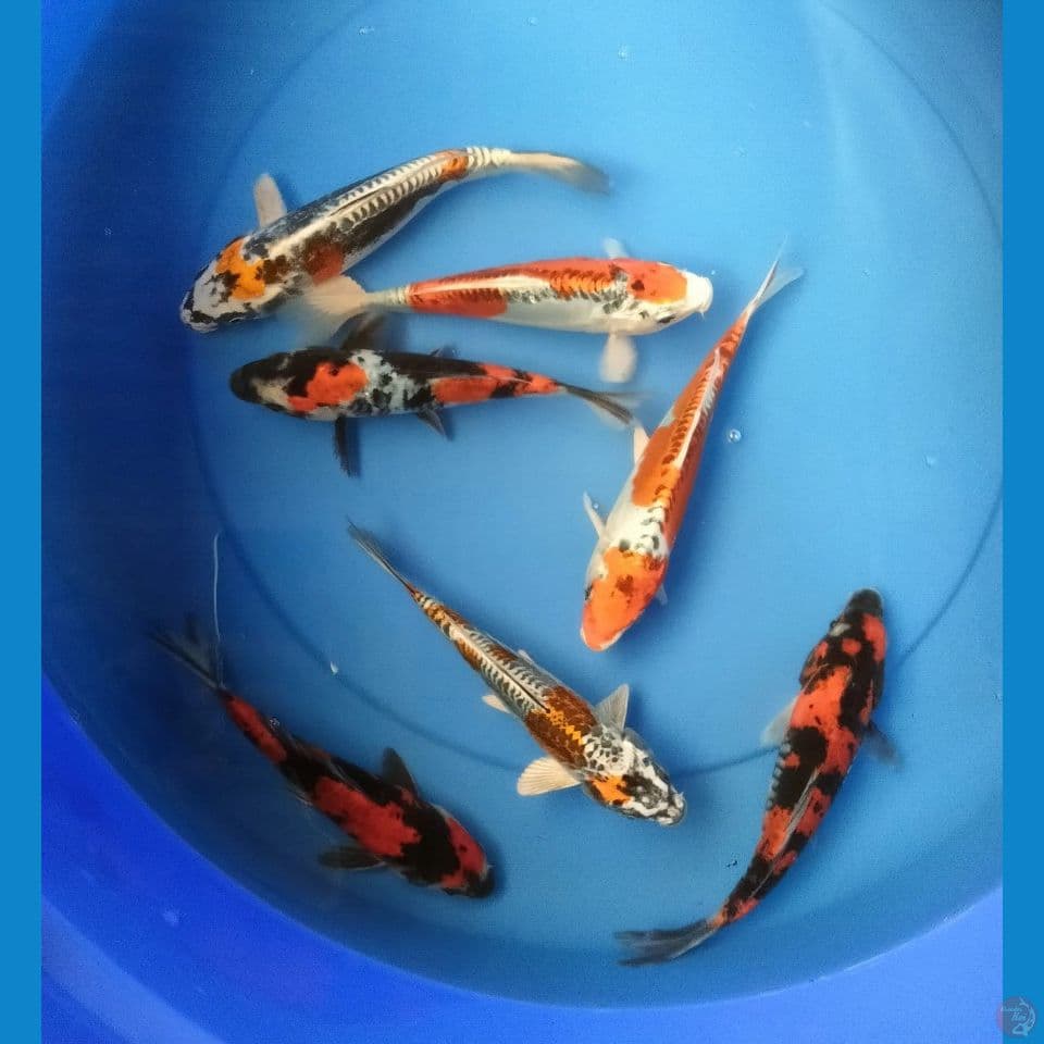 MIX 17/20CM