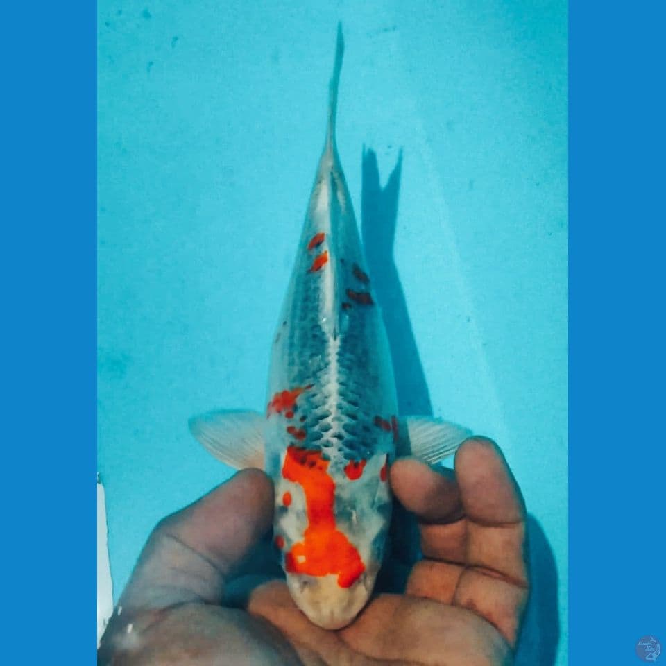 TAMASABA 20CM
