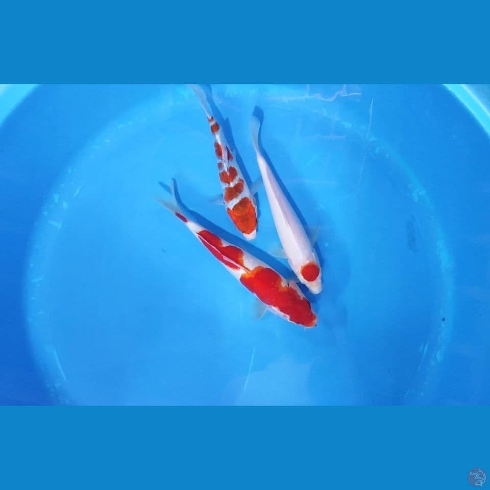 Kohaku nyoh 20-21 cm