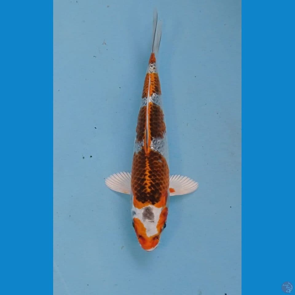kujaku, 16 cm