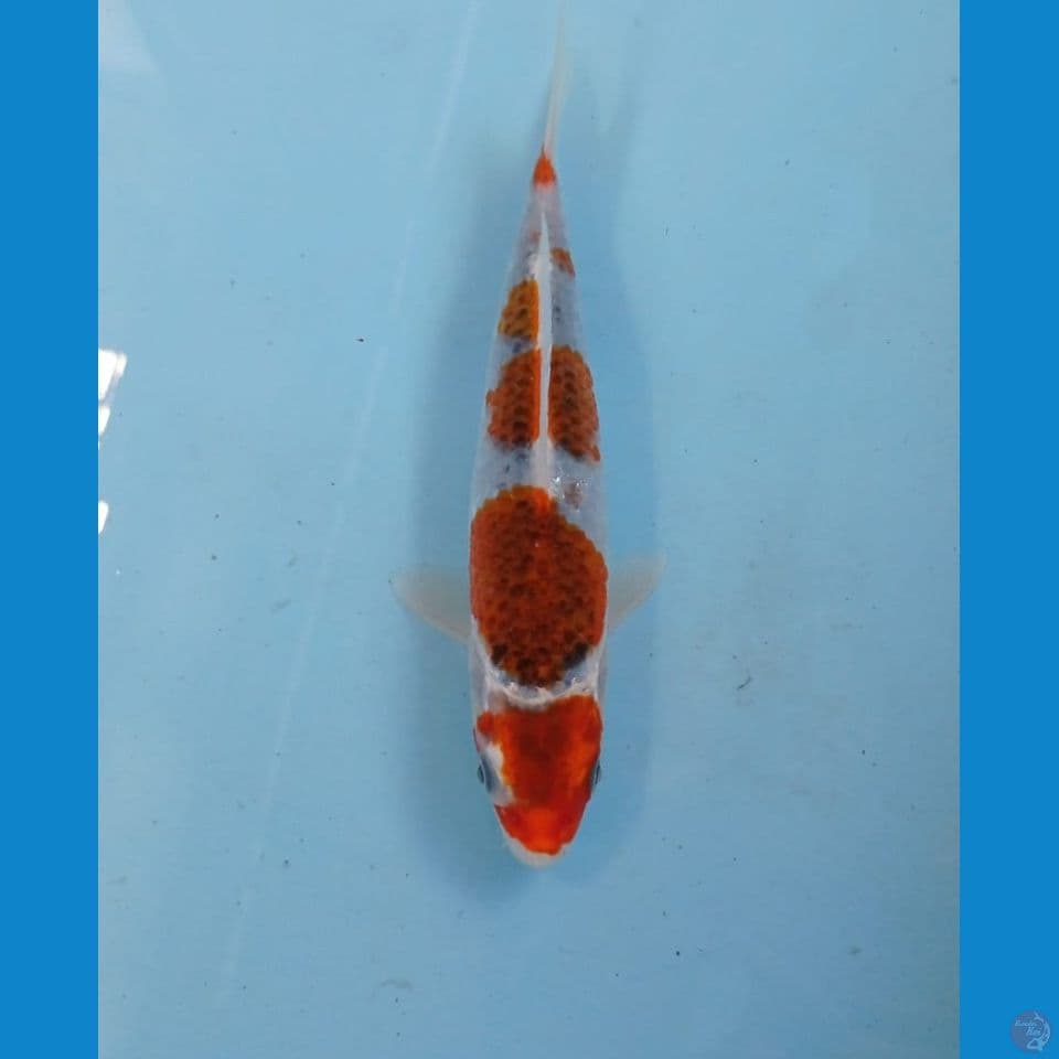 goshiki, 19 cm