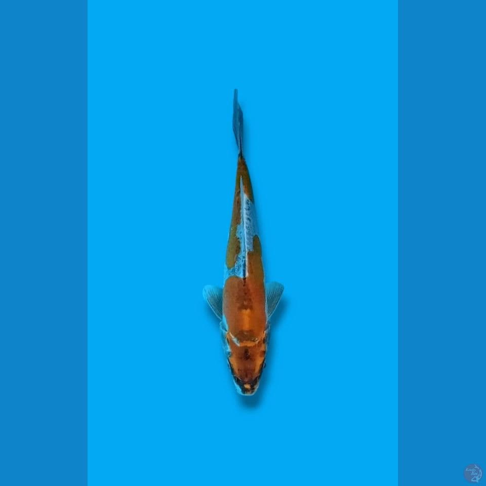 Kin Kikokuryu 20cm