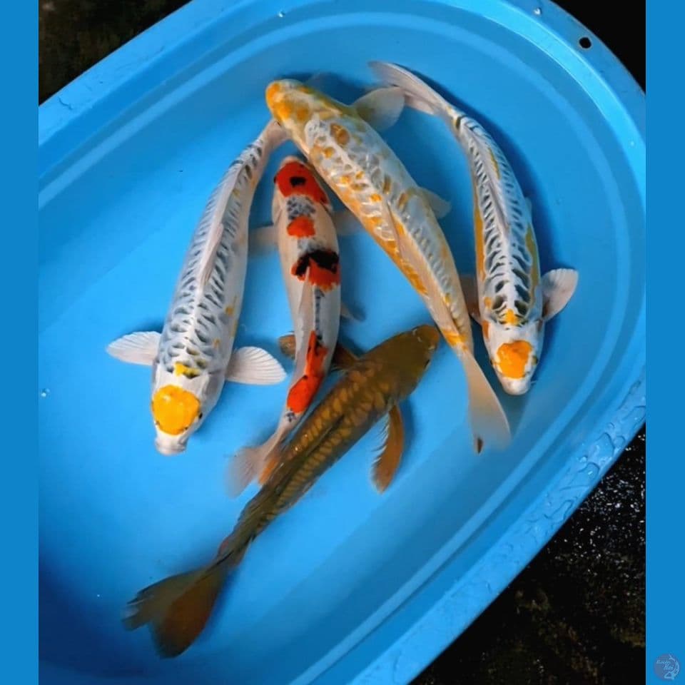 paket 35,39,40,40 42cm all male