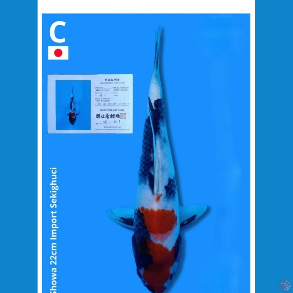 Showa Import 25 cm