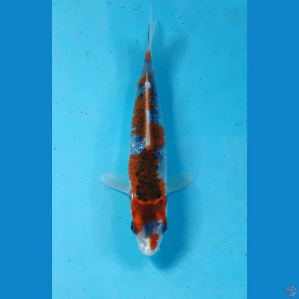 goshiki 17 cm
