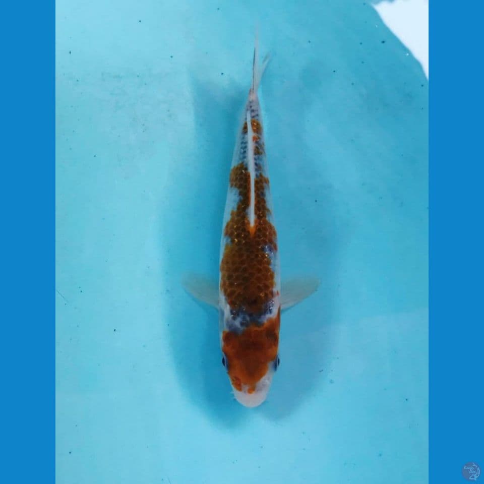 goshiki 18cm