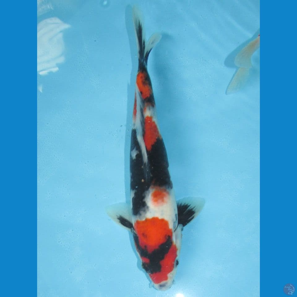 Showa (23cm)