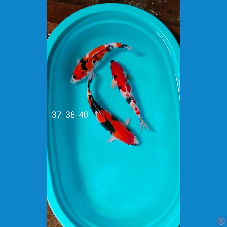 37_38_40cm