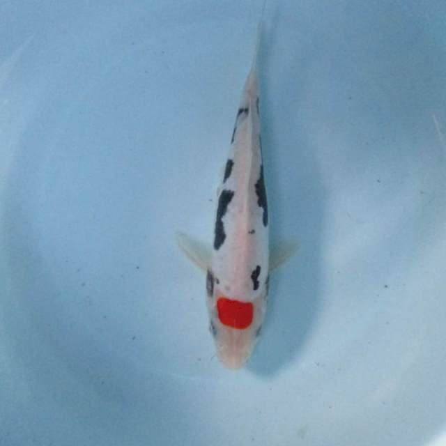 Tancho benikumon