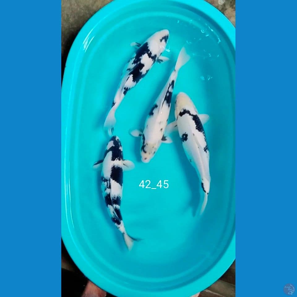 43_45cm