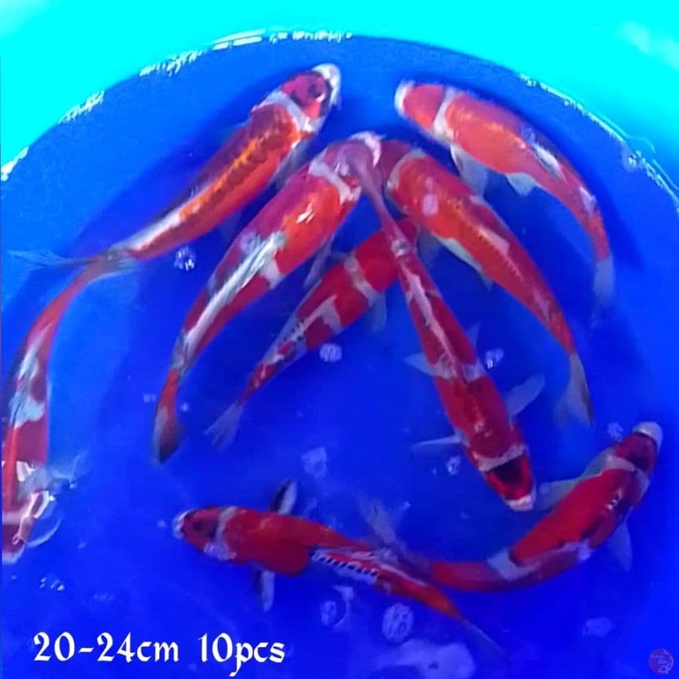 mariten doid 2025cm 10pcs