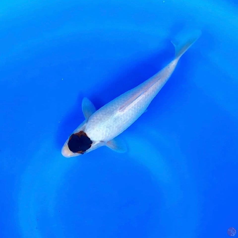 ori tancho goromo 27cm