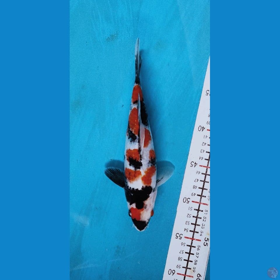 kindai showa 24cm male