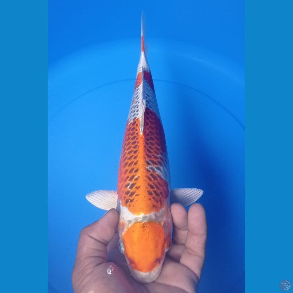 MARUTEN KUJAKU 32CM