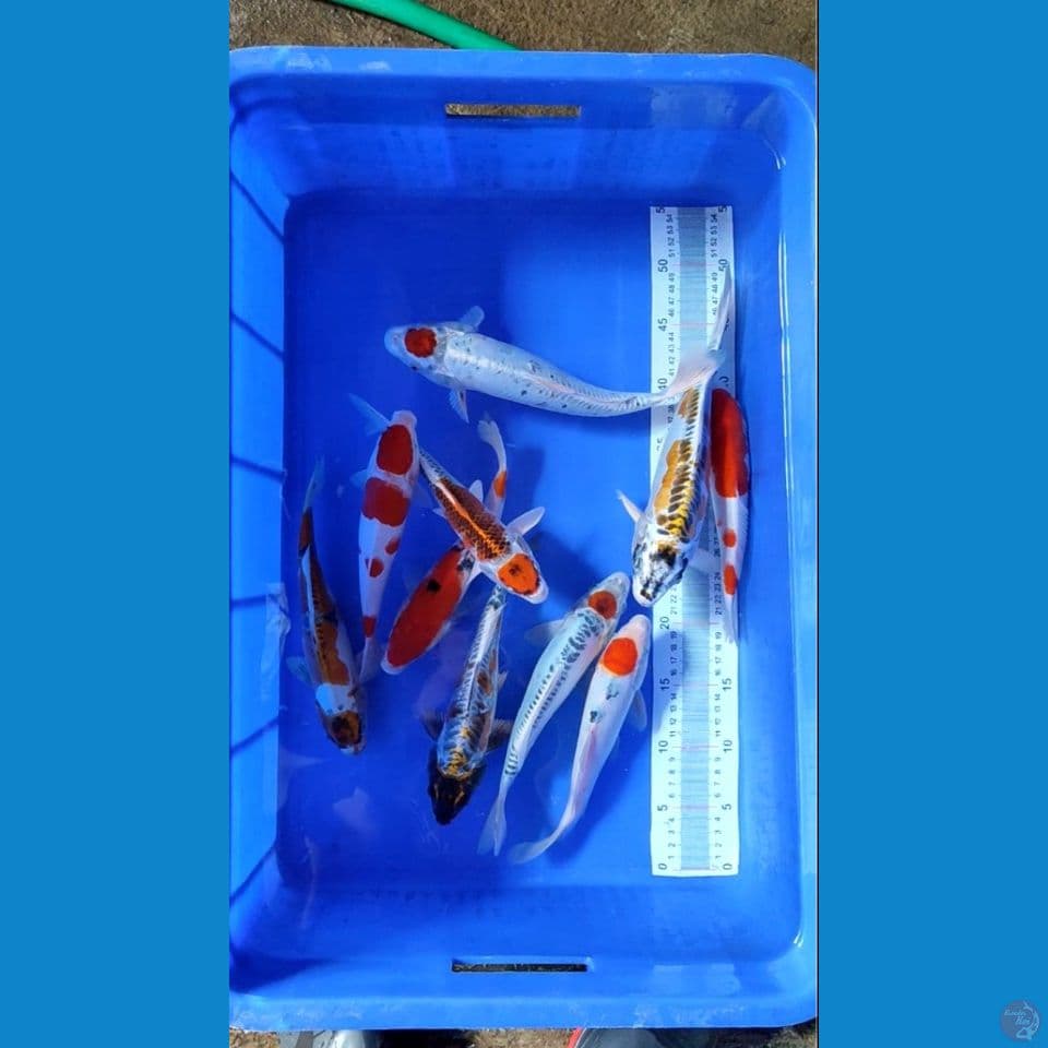 Sepesial paket 10 ekor