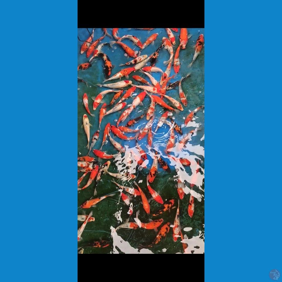 showa mix 18-27cm 90ekor