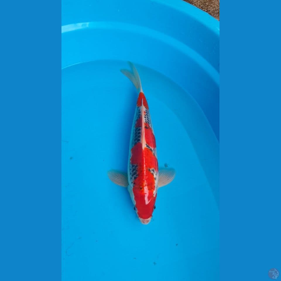 Ghosiki 34cm Jantan