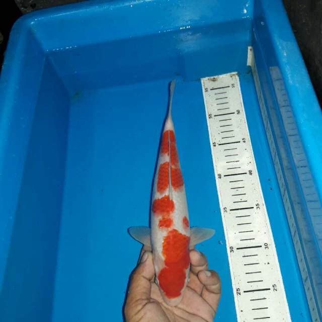 Kohaku f1
