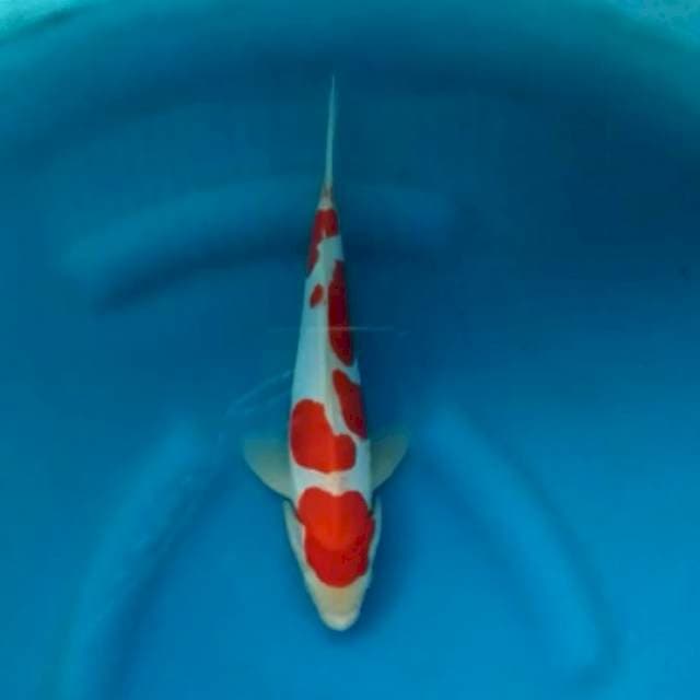 kohaku doit merah merona super red