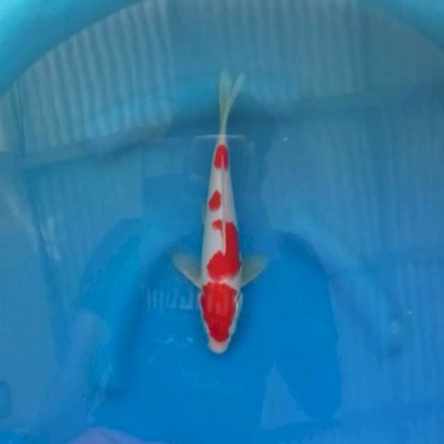 super red blood kohaku hq