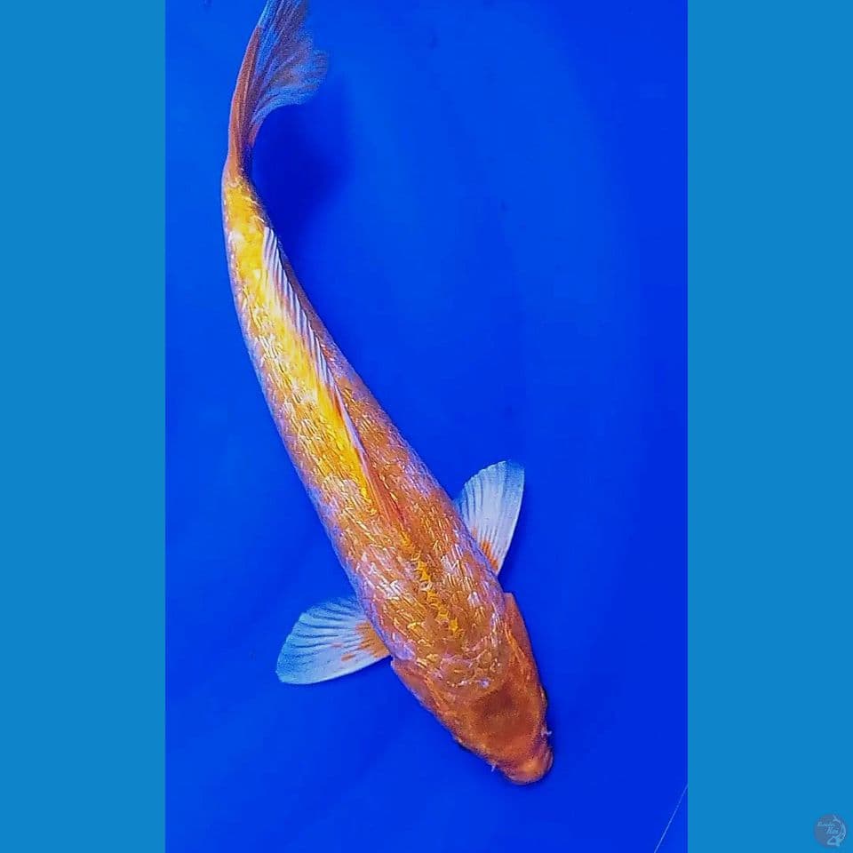 37cm antik ginrin