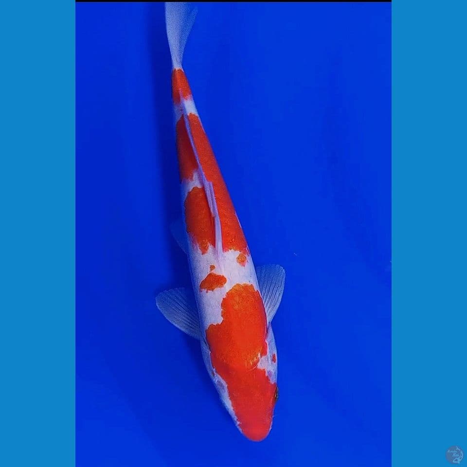 30cm kohaku