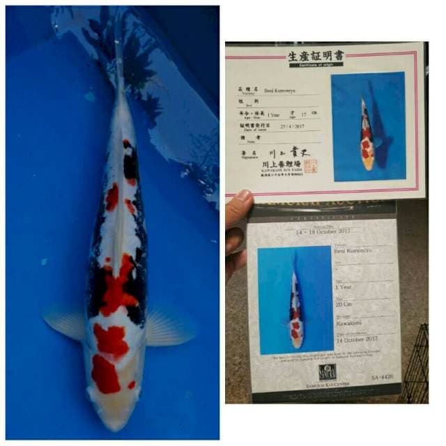 Kawakami Pejantan Benikumon
