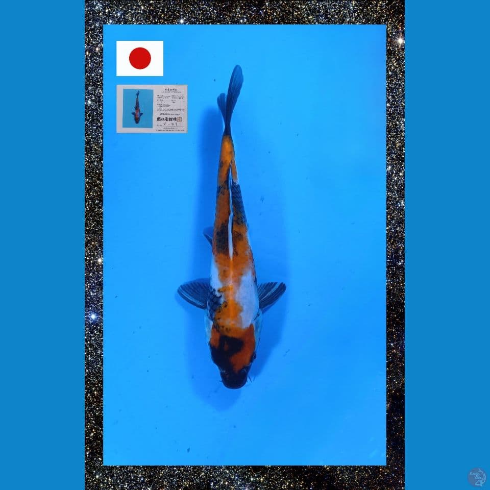 Import Showa Sekiguchi 26 cm