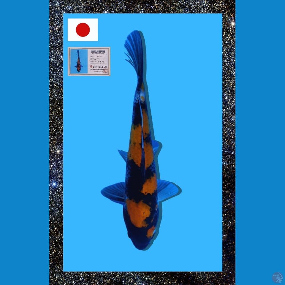 Import Ueno Showa 27 cm