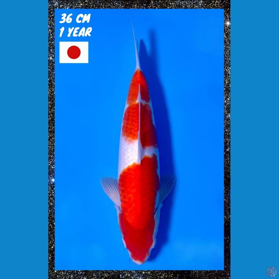 KOHAKU IMPORT SAITO HIGH QUALITY 36 cm