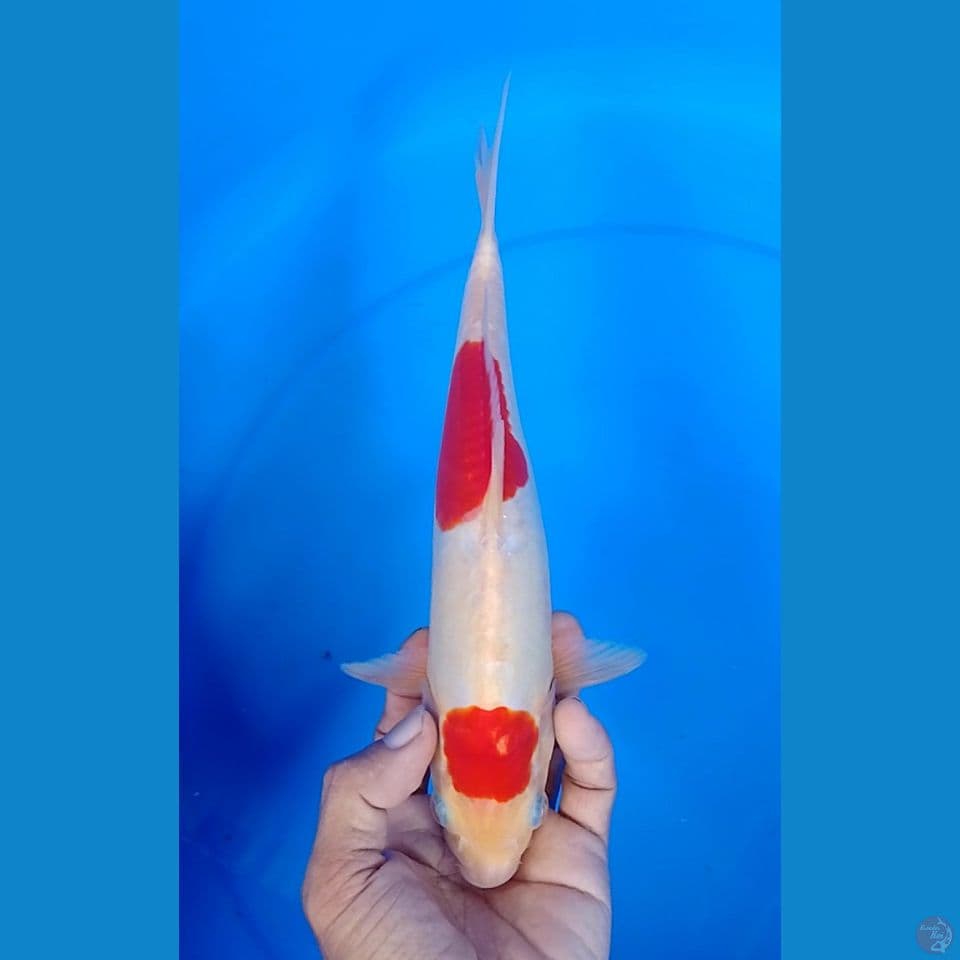 doitsu size : 27 cm