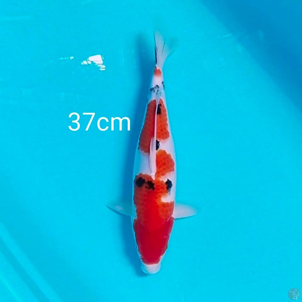line akf 37cm