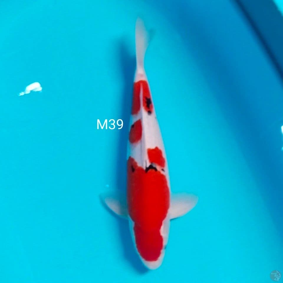 line akf male 39cm hualus