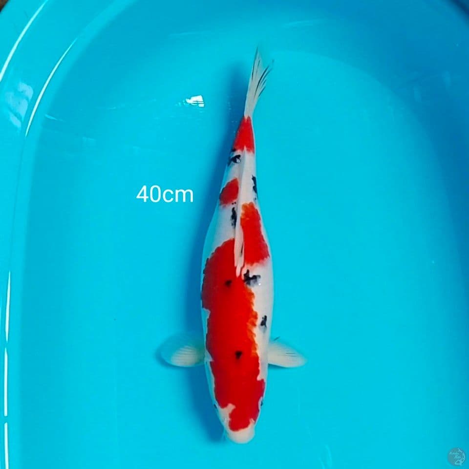 line akf 40cm halus