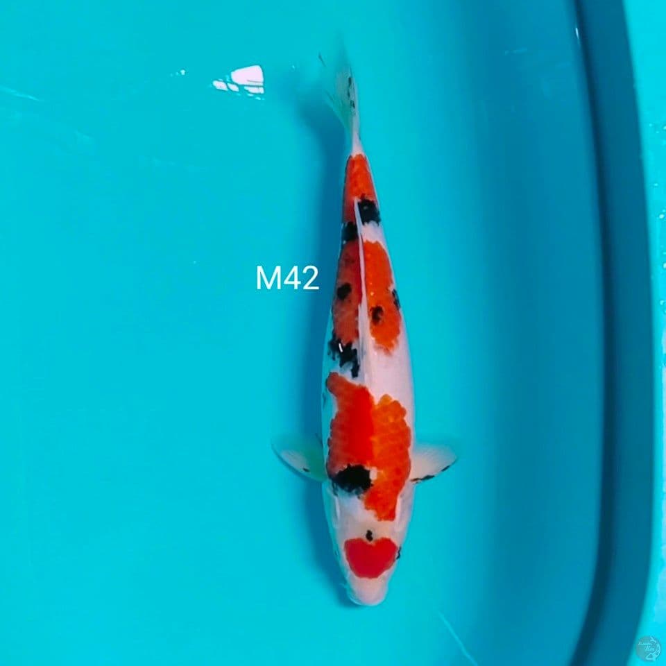 line akf male 42cm