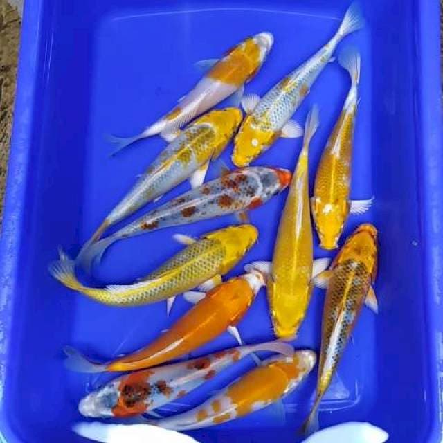 Paket jreng 11 ekor