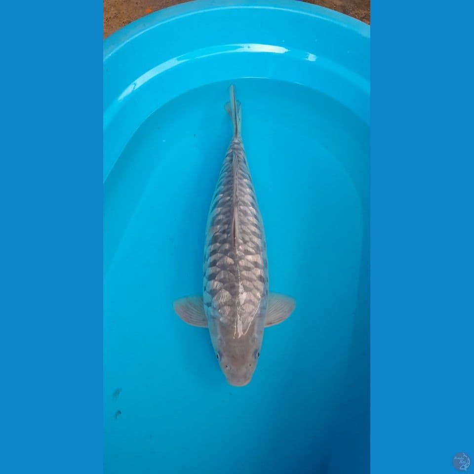 Soragoi Aragoke 45cm Jantan