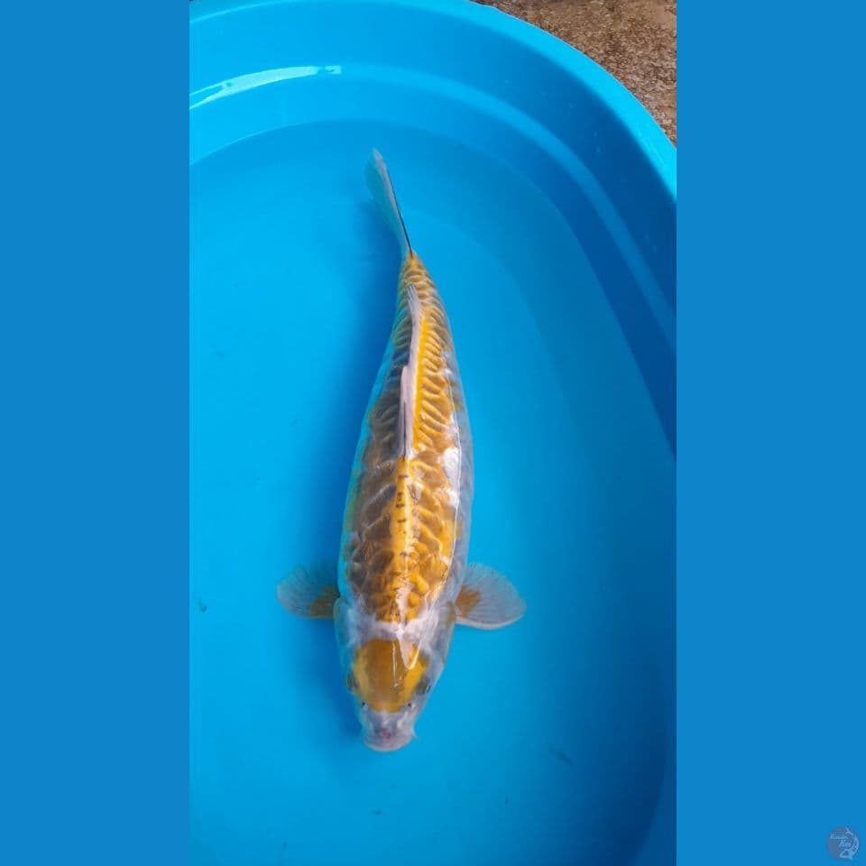 Maruten aragoke 50CM Male